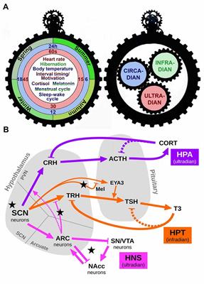 The Times of Our Lives: Interaction Among Different Biological Periodicities